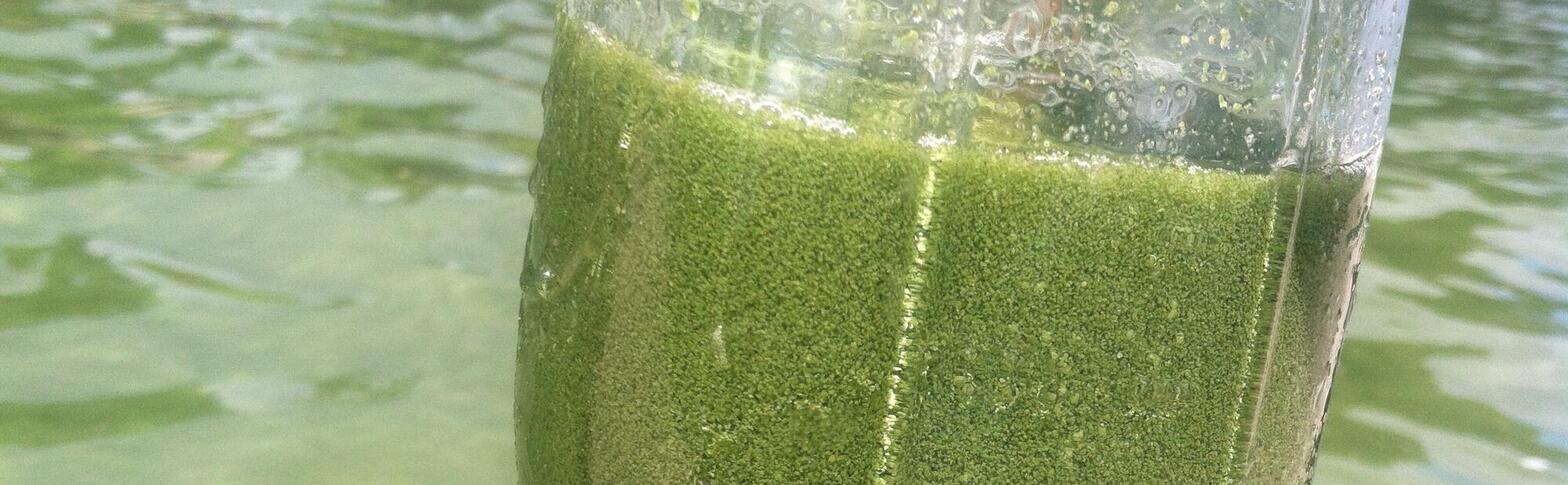 cyanobacteria in a glass jar