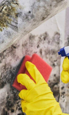 Person wearing gloves while cleaning up mold with spray and a sponge. 