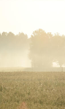 hazy air, field and trees