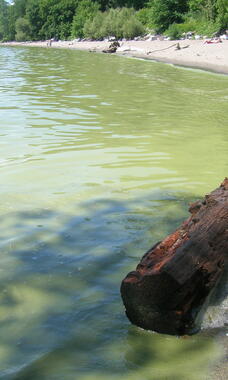 ENV_RW_Cyanobacteria6.JPG