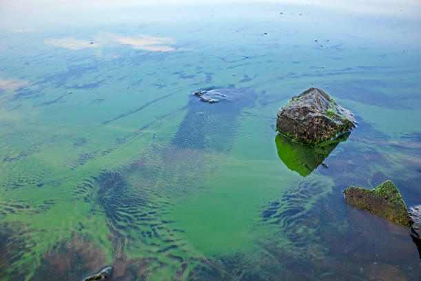 cyanobacteria in water