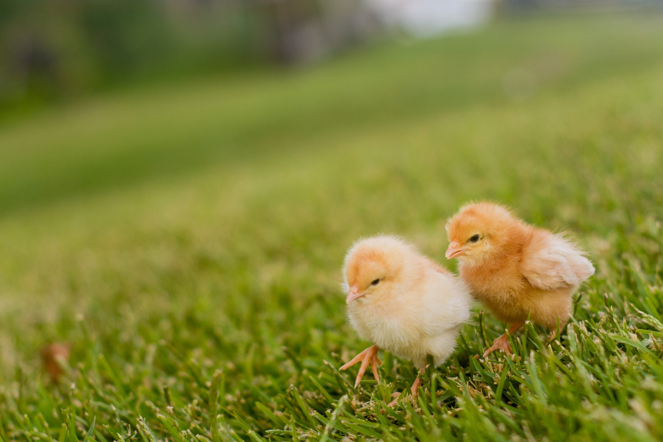 Two yellow baby chickens walking in grass.