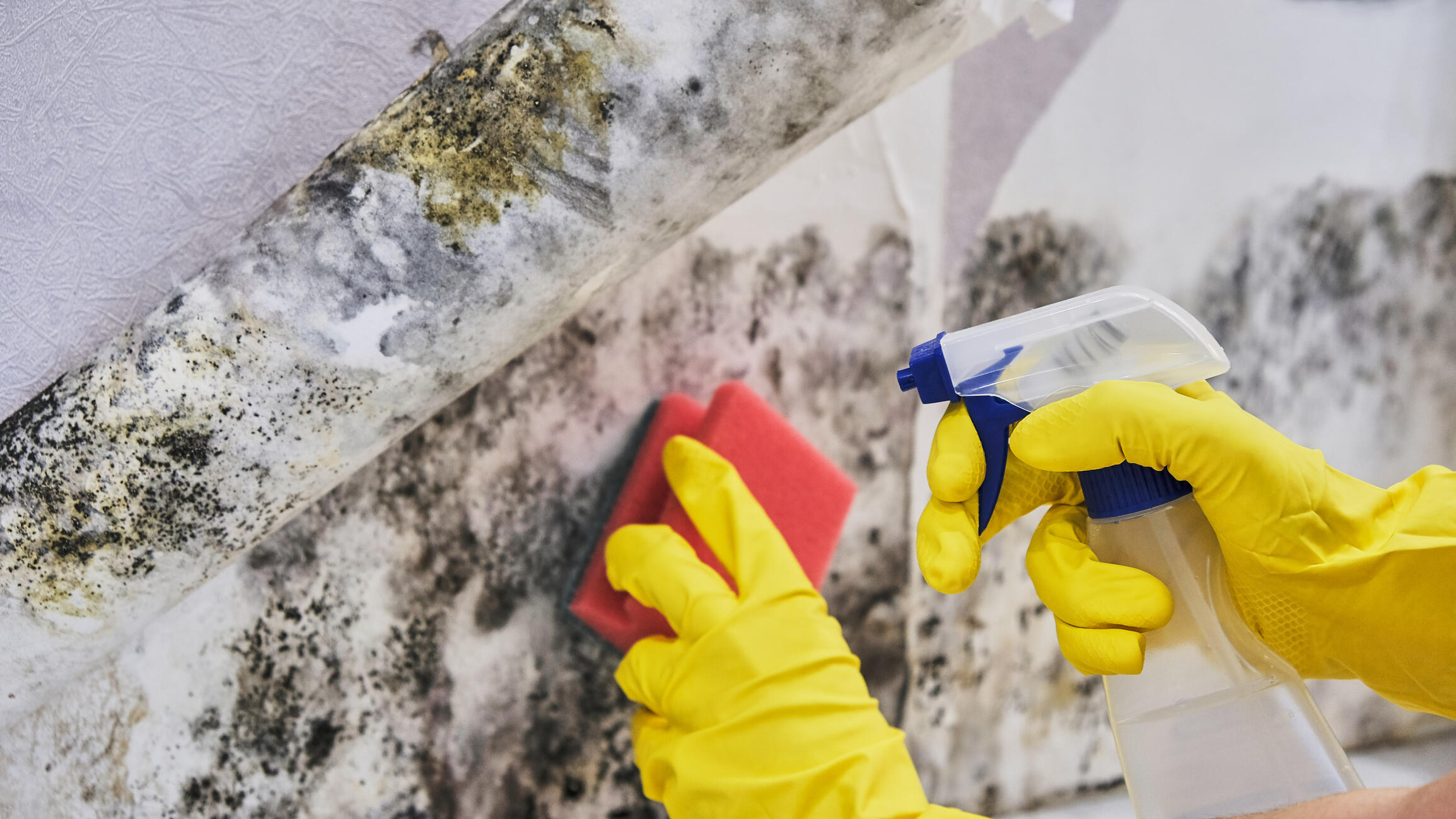 Person wearing gloves while cleaning up mold with spray and a sponge. 