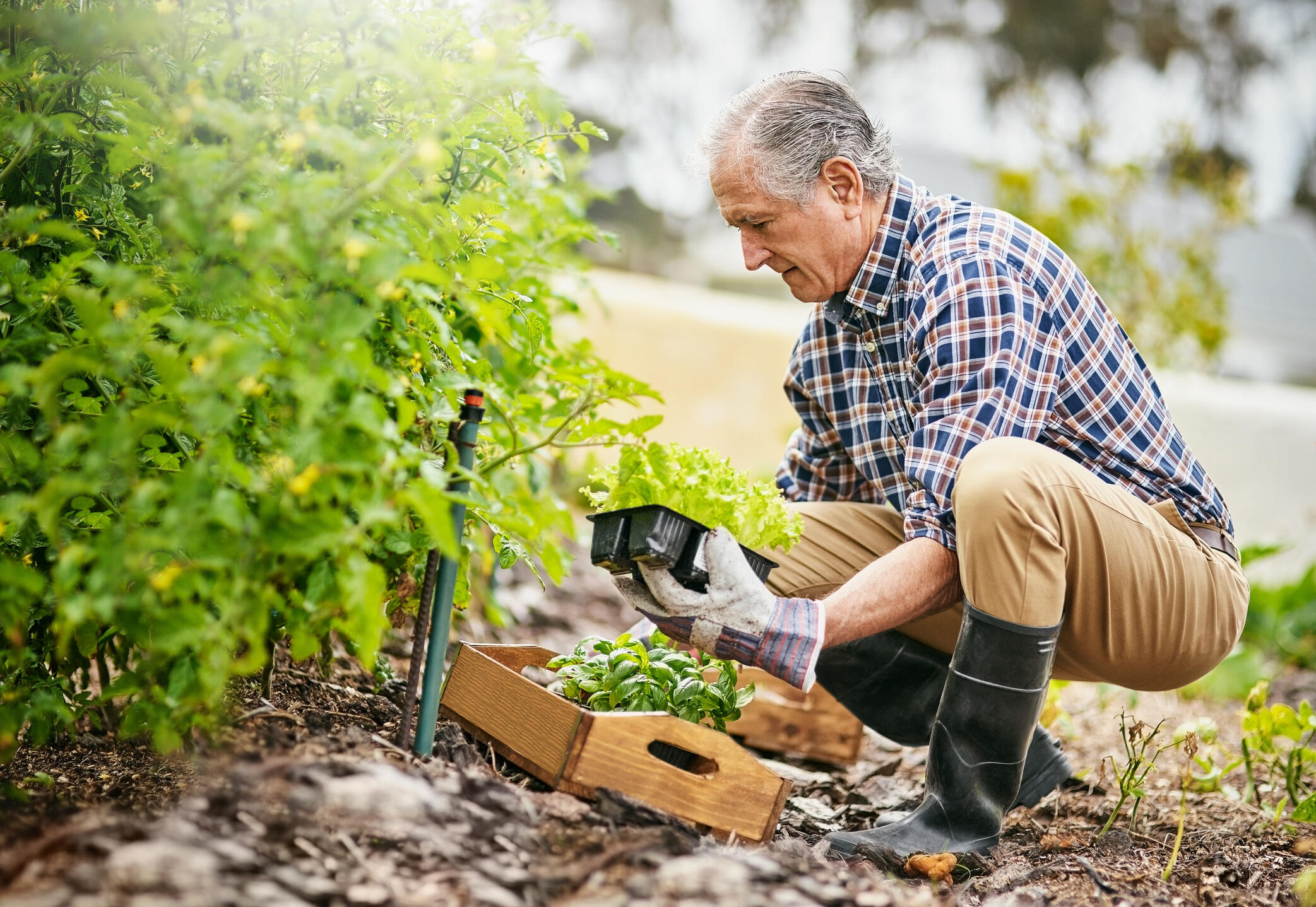man crouched down, gardening