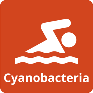 Cyanobacteria