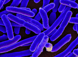 E.coli image
