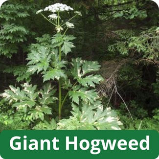 Giant Hogweed