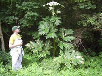 Giant hogweed