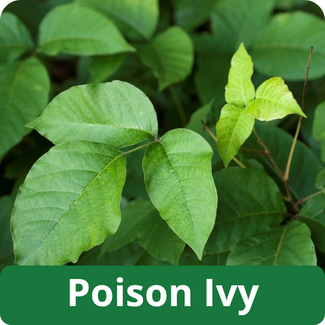 Poison Ivy