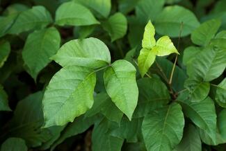 Poison ivy leaves