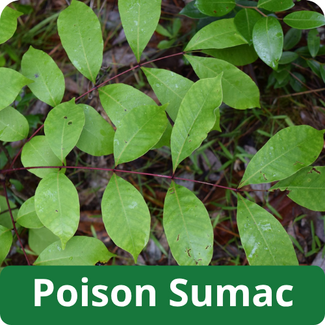Poison Sumac