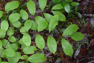 Poison sumac leaves