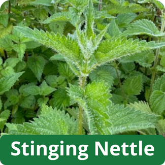 Stinging Nettle