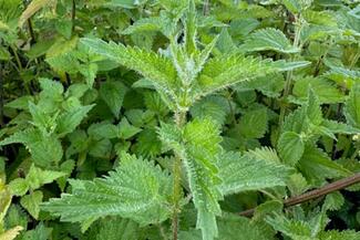 Stinging nettle