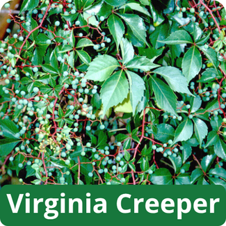 Virginia Creeper