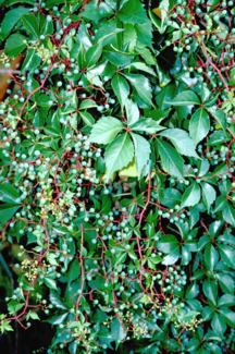 Virginia creeper with berries