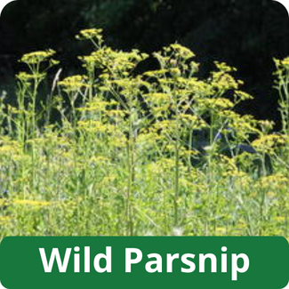 Wild Parsnip