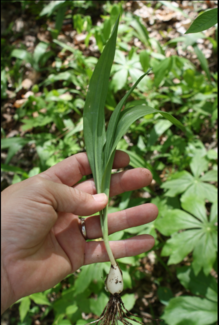 wild leek showing bulb