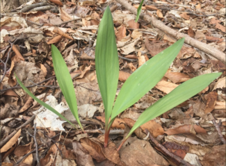 wild leek leaves