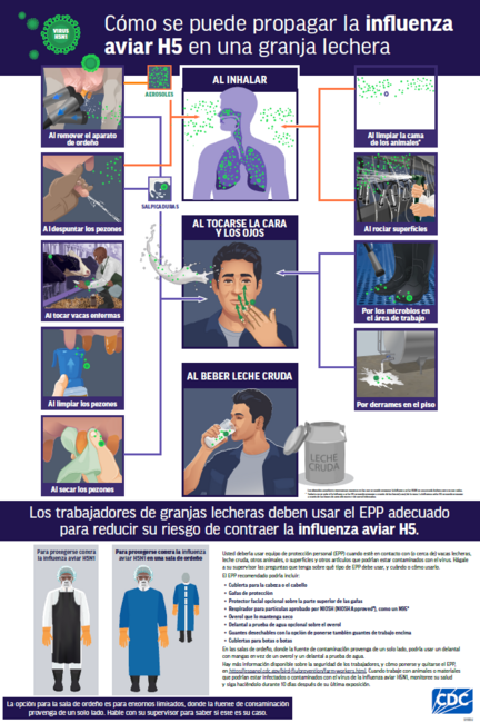 How bird flu can spread poster screenshot 